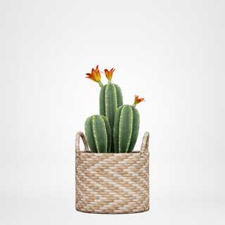 redecor-img